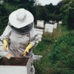 Effective Strategies for Bee Extermination and Invasive Species Management