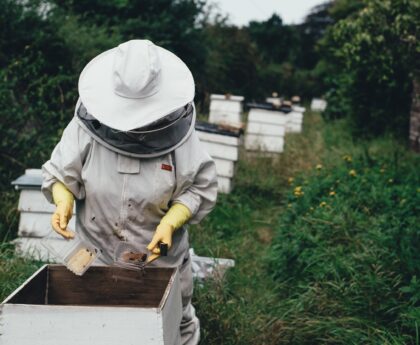 Effective Strategies for Bee Extermination and Invasive Species Management