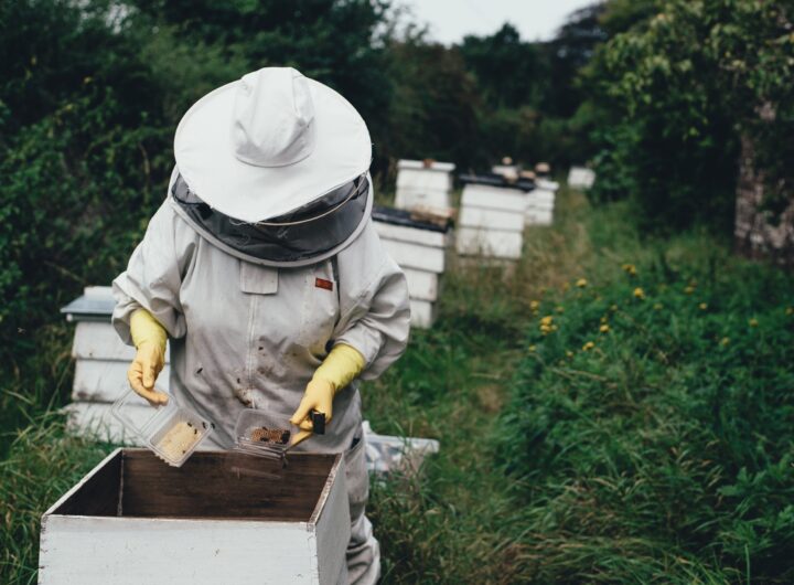 Effective Strategies for Bee Extermination and Invasive Species Management