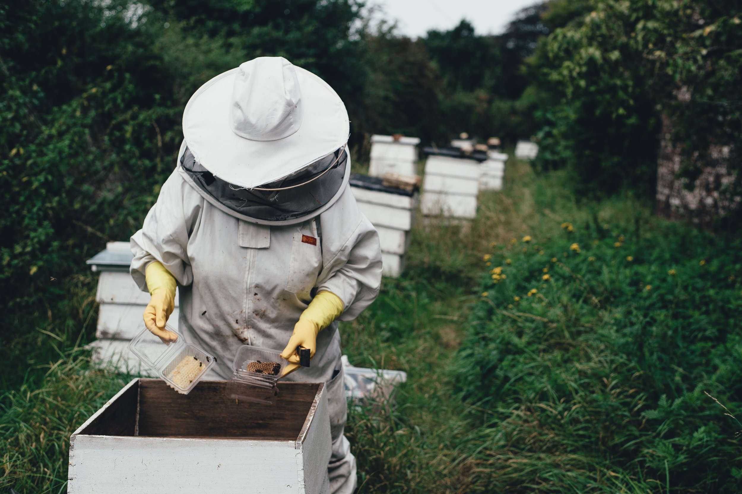 Effective Strategies for Bee Extermination and Invasive Species Management