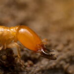 Best Termite Extermination Methods for Urban and Rural Areas