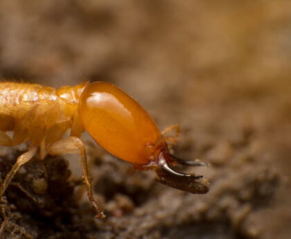 Best Termite Extermination Methods for Urban and Rural Areas