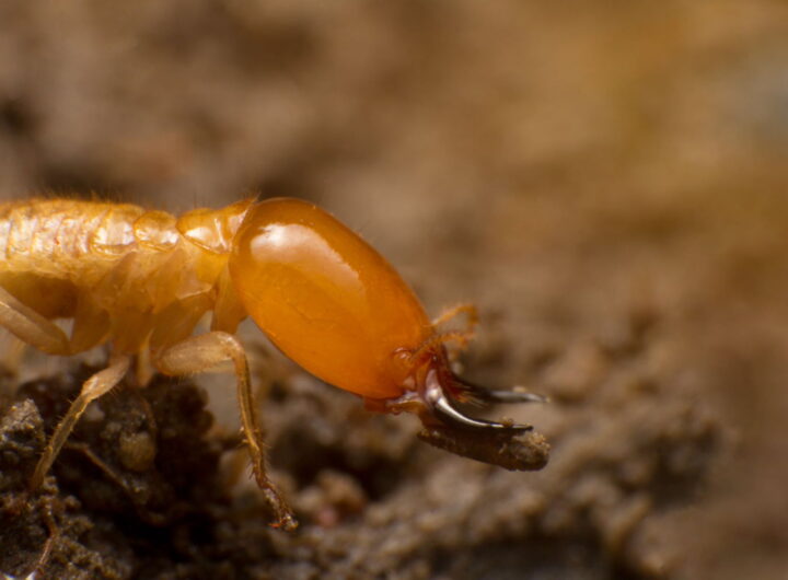 Best Termite Extermination Methods for Urban and Rural Areas