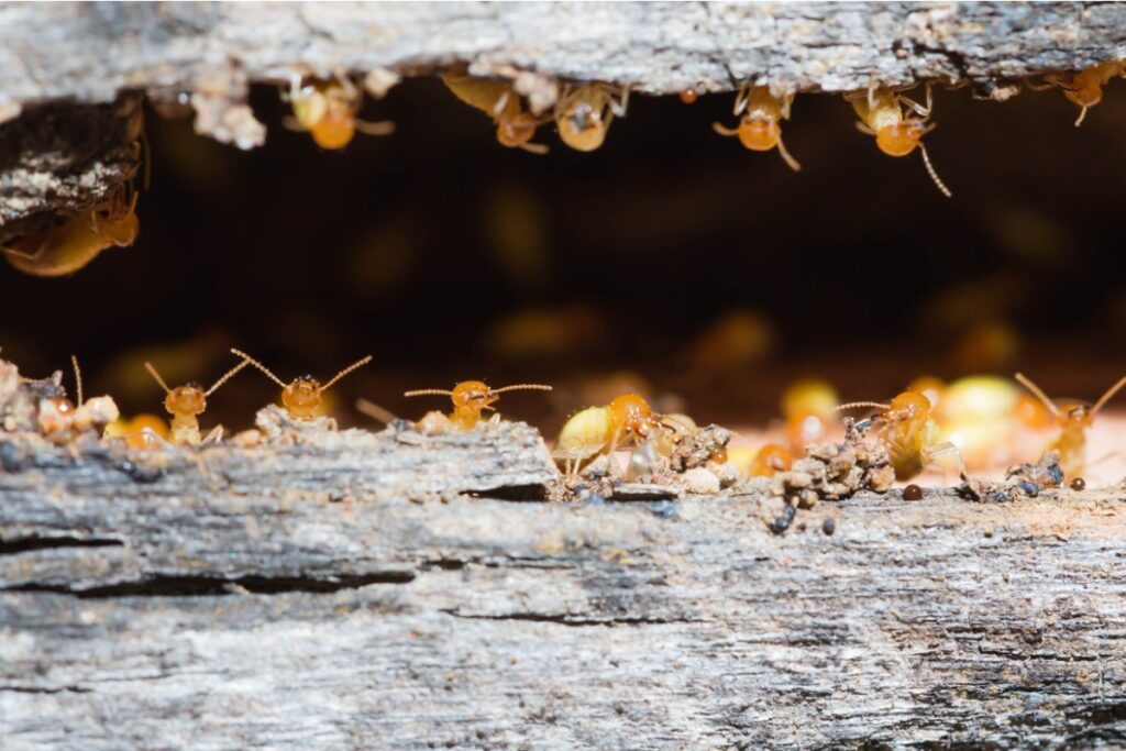 Best Termite Extermination Methods for Urban and Rural Areas